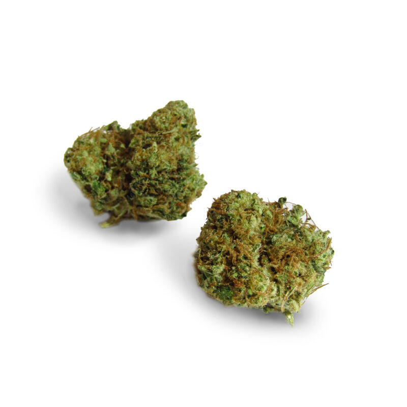 Mimosa