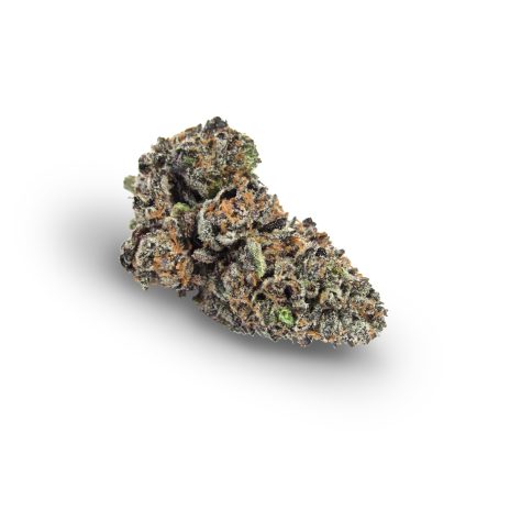 Biscotti (Purple)