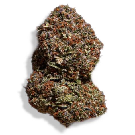 Purple Gorilla