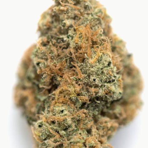 Orange Pie - INDICA - 26% THC