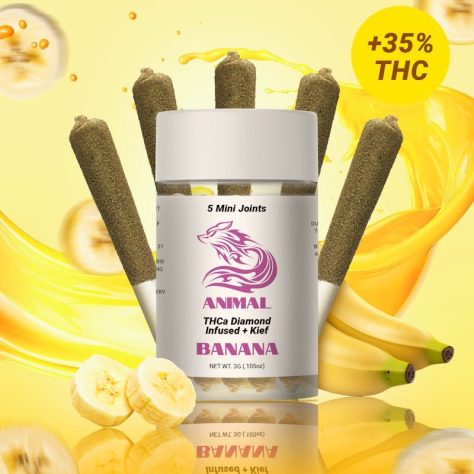 Animal THCa Infused 5pc pack - Banana Hybird